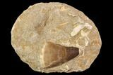 Mosasaur (Prognathodon) Tooth In Rock - Nice Tooth #91355-1